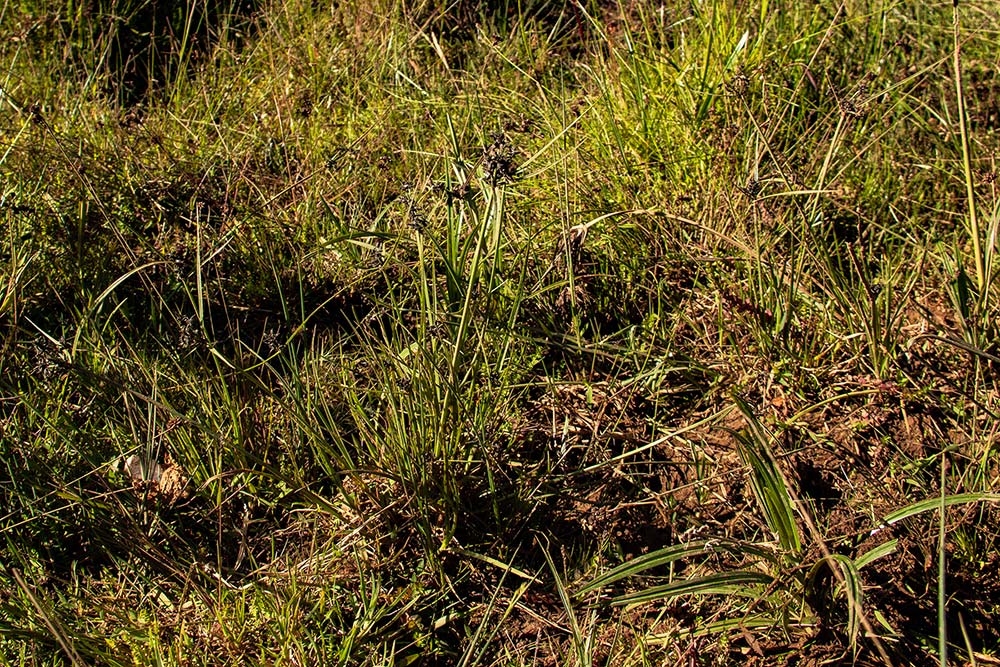 Pycreus elegantulus