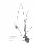 Pycreus lanceolatus