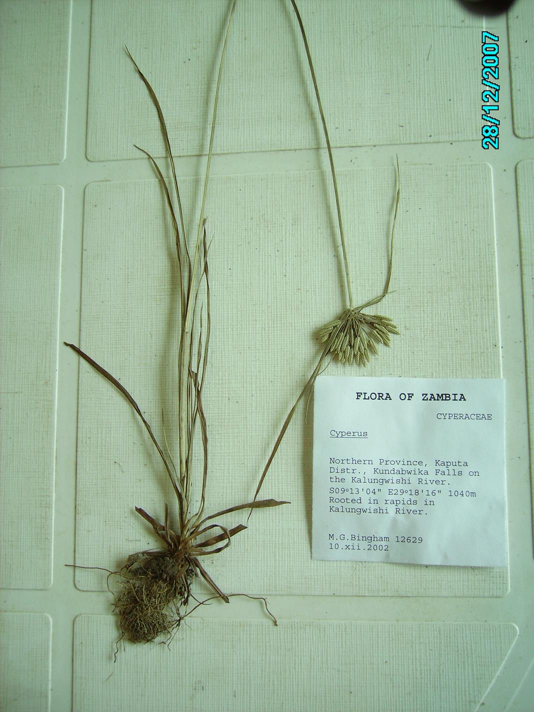 Pycreus lanceolatus