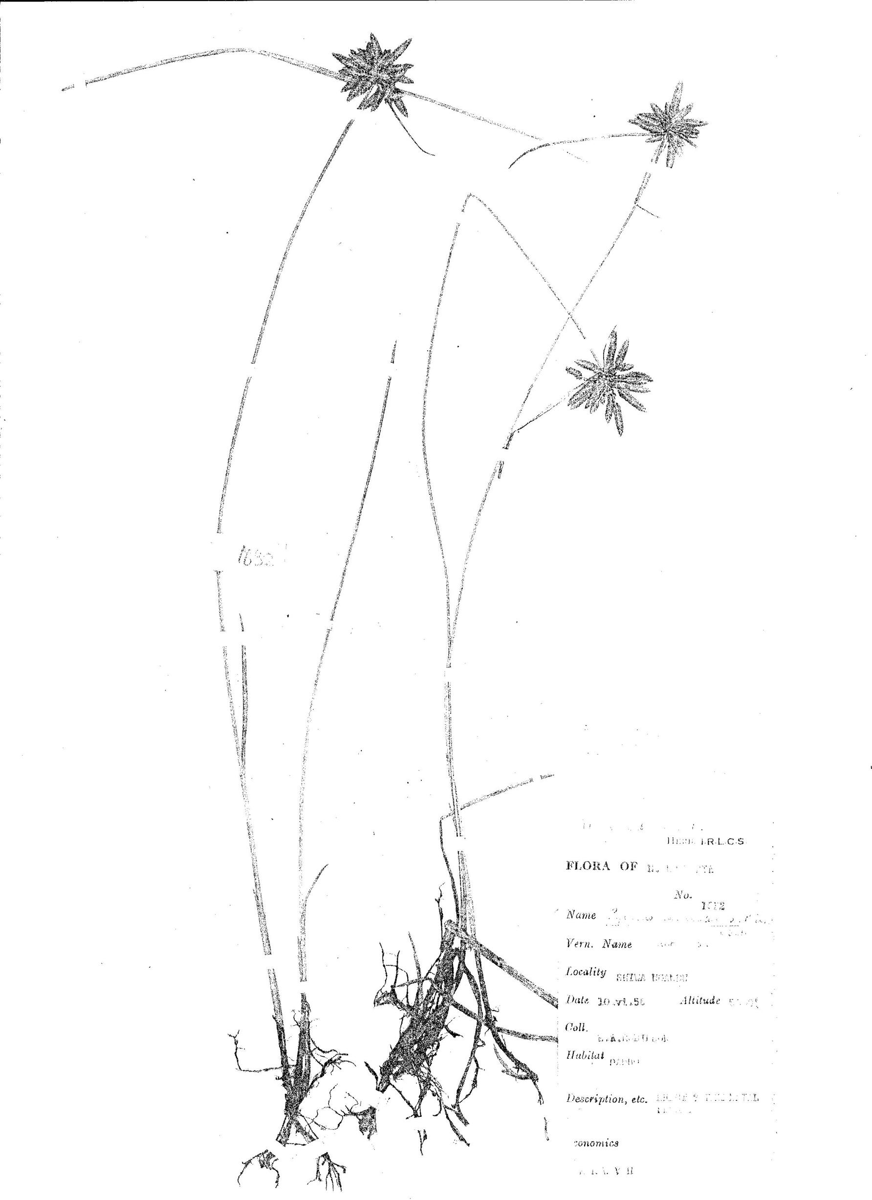 Pycreus lanceolatus