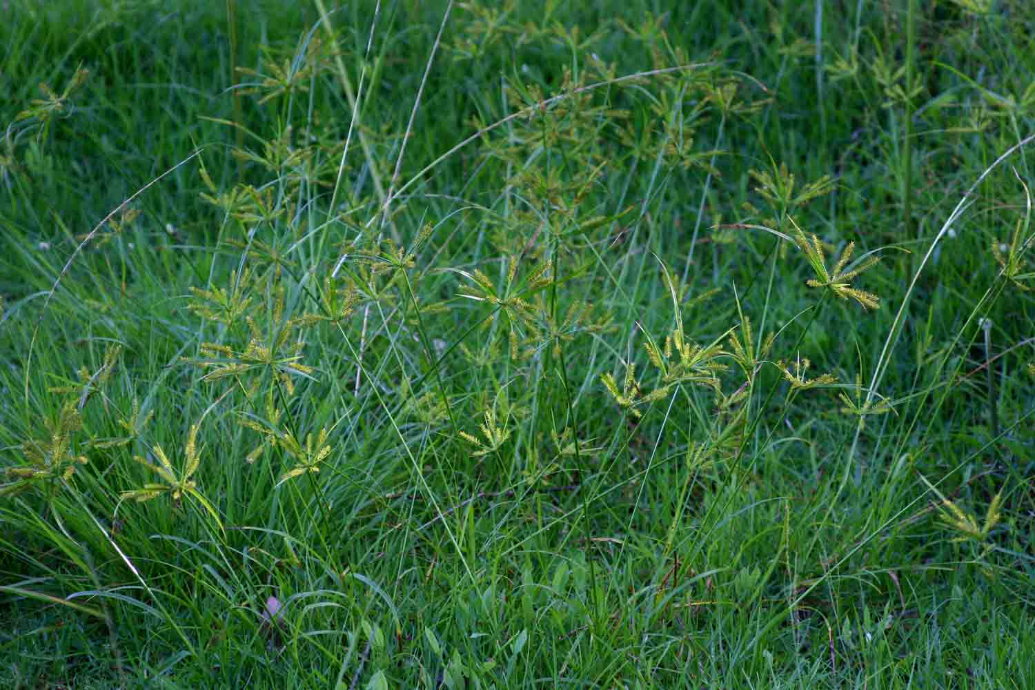 Cyperus cyperoides