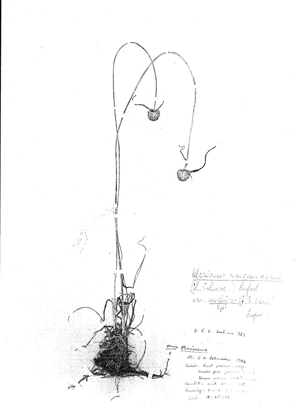 Cyperus mollipes