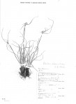 Cyperus mollipes