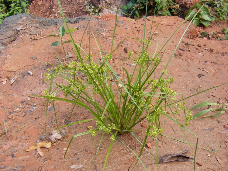 Courtoisina cyperoides