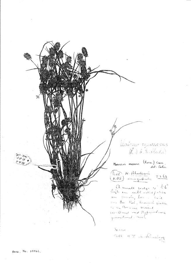 Cyperus squarrosus