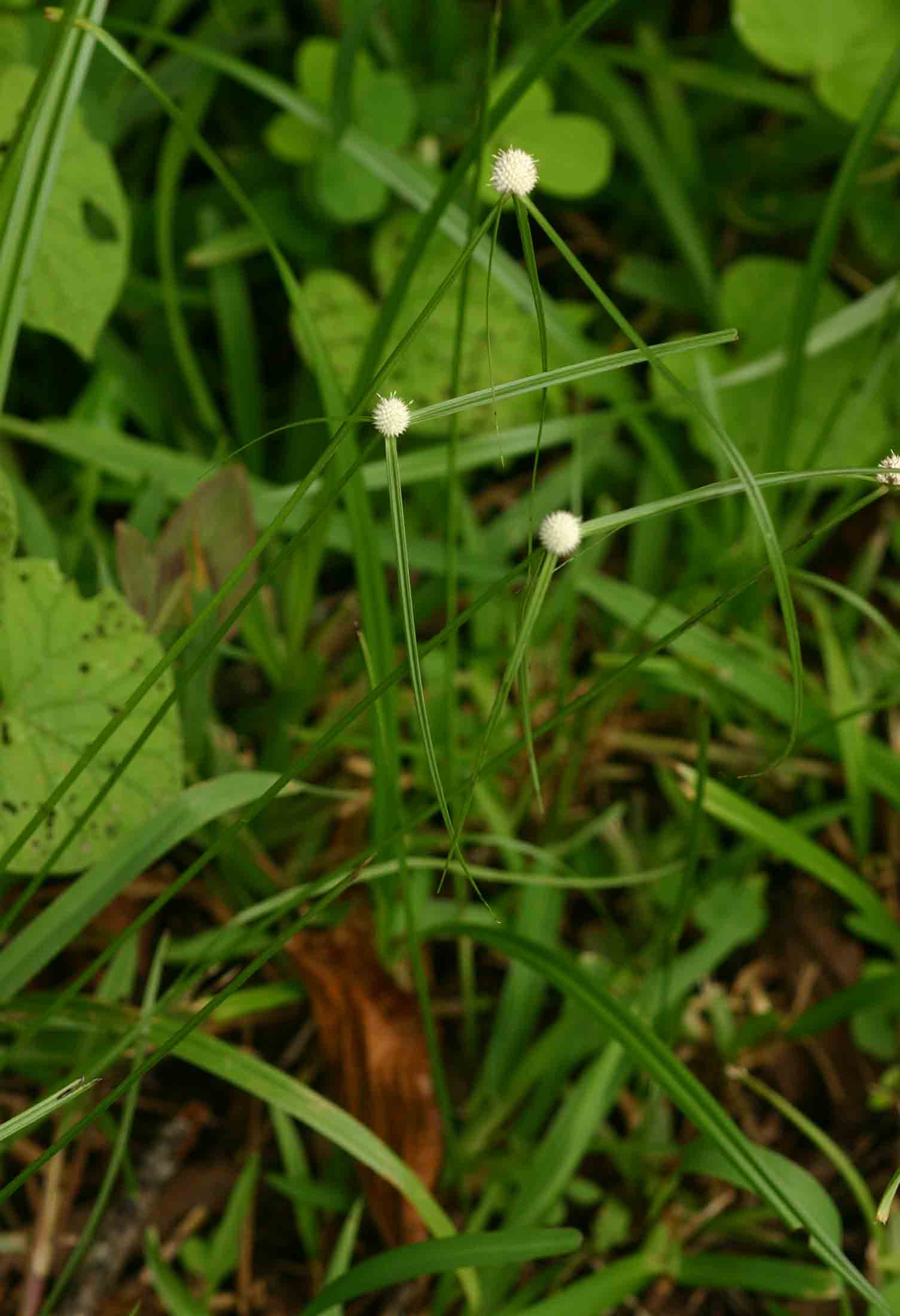 Kyllinga crassipes
