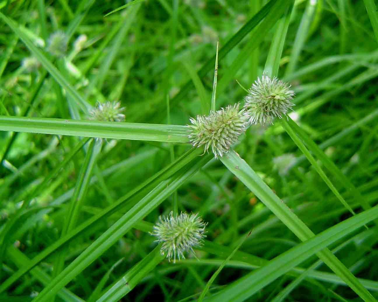 Kyllinga squamulata
