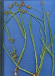 Fuirena umbellata