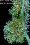Fuirena umbellata