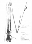 Schoenoplectus muricinux
