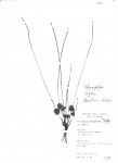 Schoenoplectiella roylei
