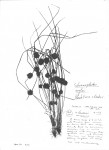 Schoenoplectiella roylei