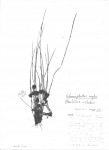 Schoenoplectiella roylei