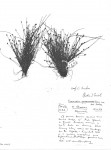 Eleocharis atropurpurea