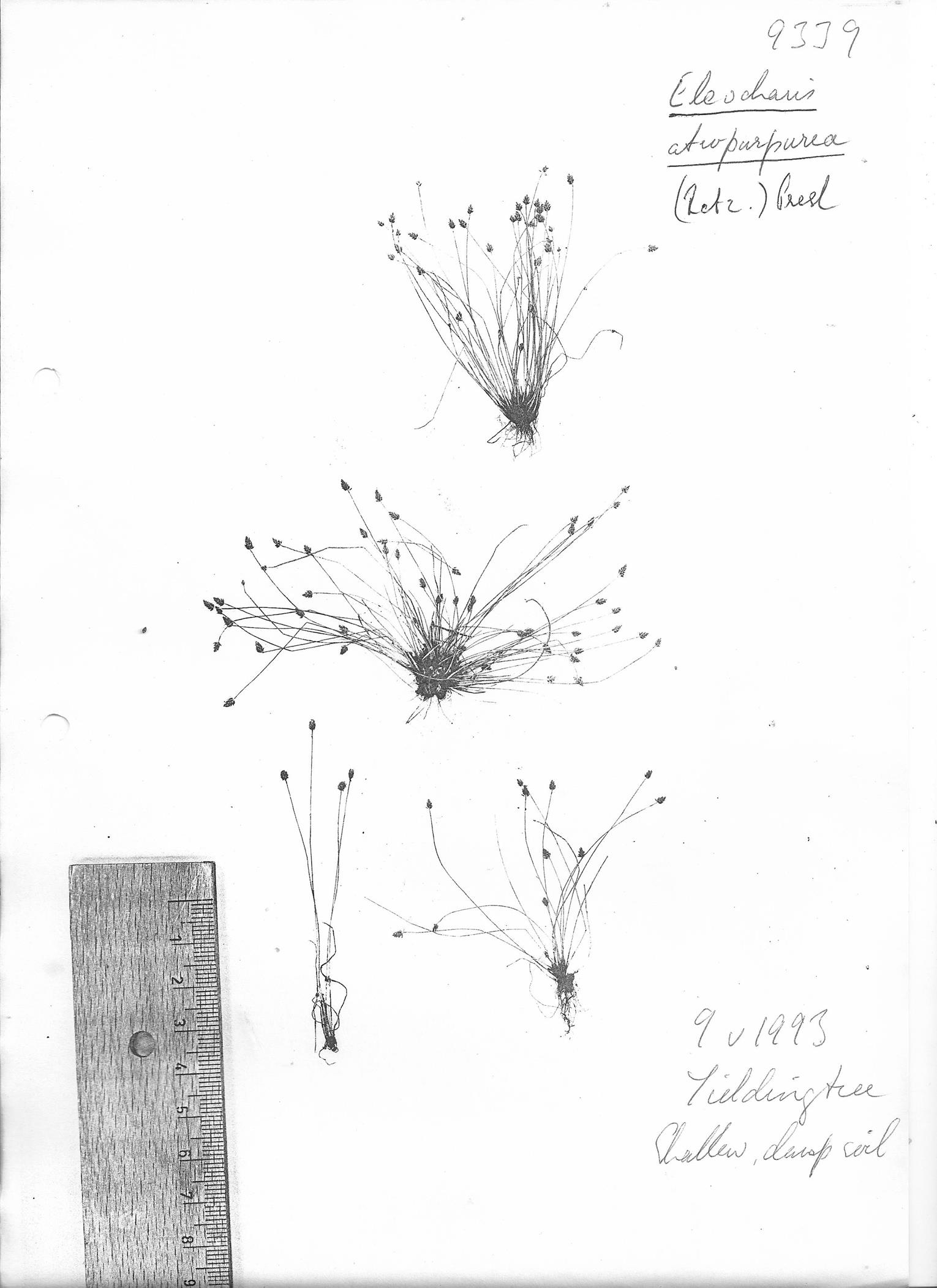 Eleocharis atropurpurea