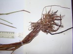 Eleocharis variegata