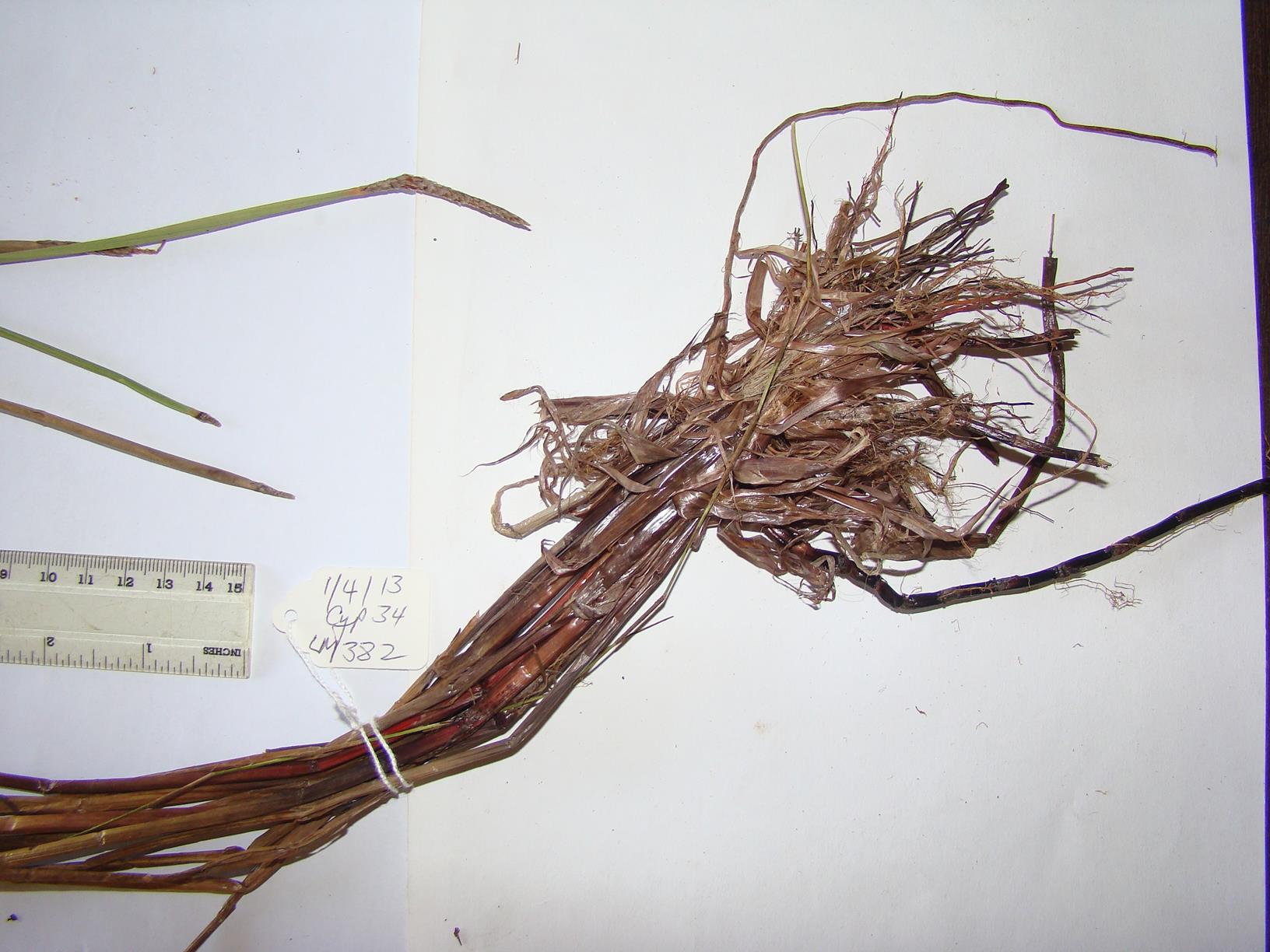 Eleocharis variegata