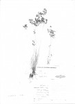 Bulbostylis abortiva