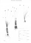 Bulbostylis filamentosa