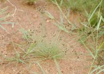 Bulbostylis hispidula