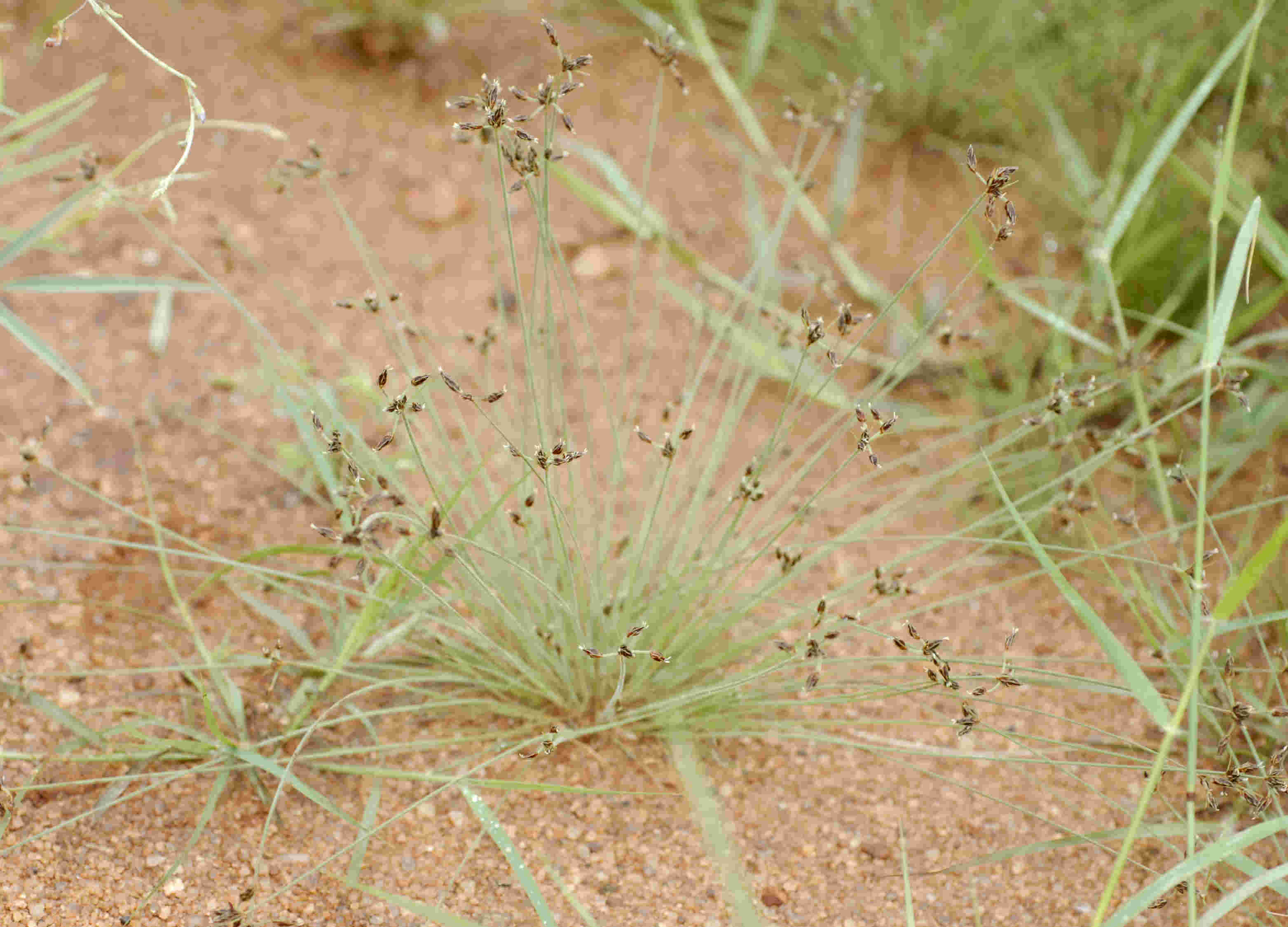 Bulbostylis hispidula