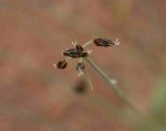 Bulbostylis hispidula