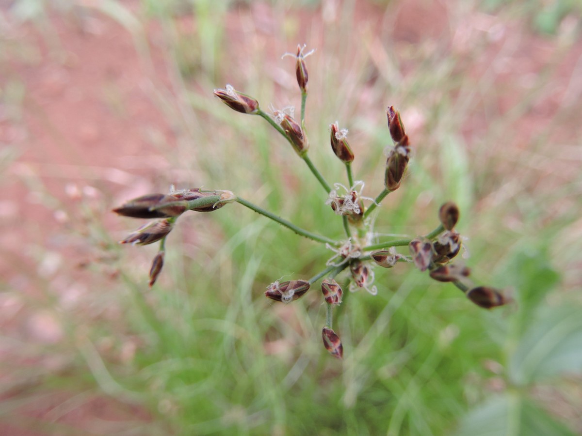 Bulbostylis macra