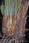 Bulbostylis pilosa