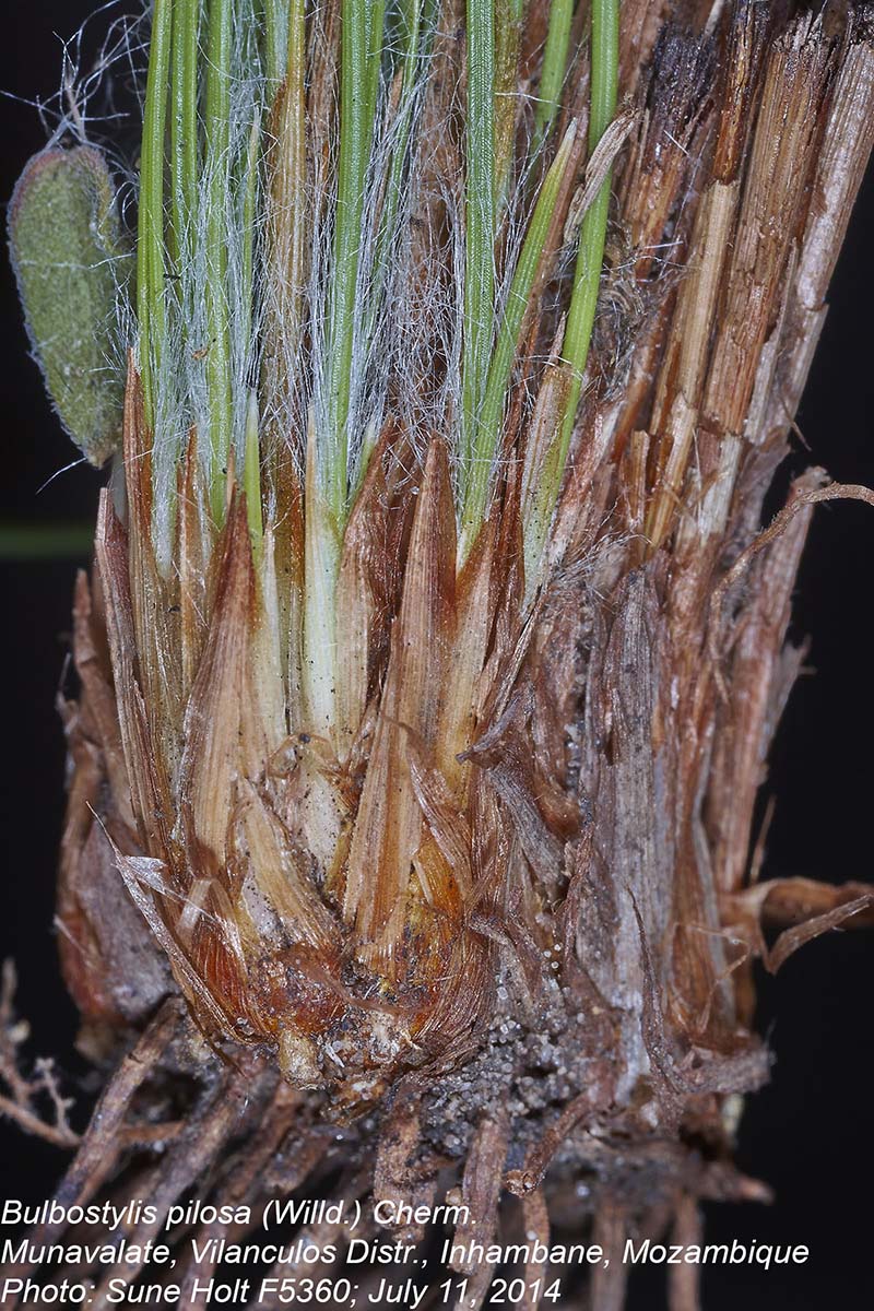 Bulbostylis pilosa