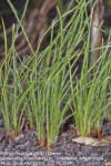 Bulbostylis pilosa