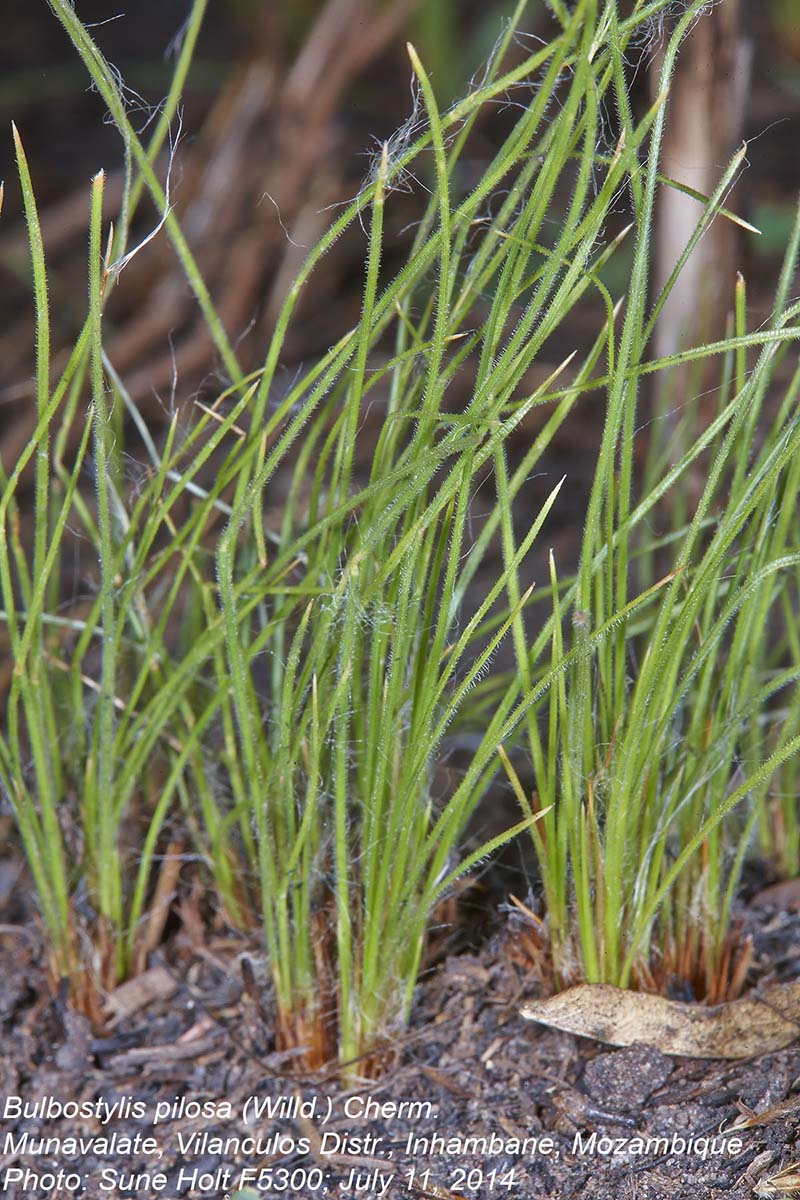 Bulbostylis pilosa