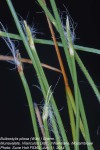 Bulbostylis pilosa