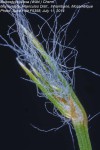 Bulbostylis pilosa