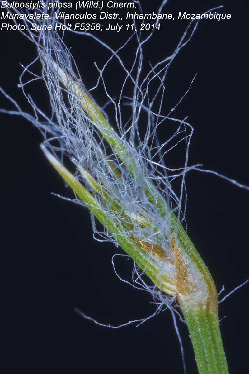 Bulbostylis pilosa