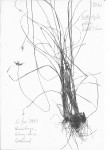 Bulbostylis pilosa