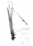 Scleria catophylla