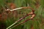 Scleria bulbifera
