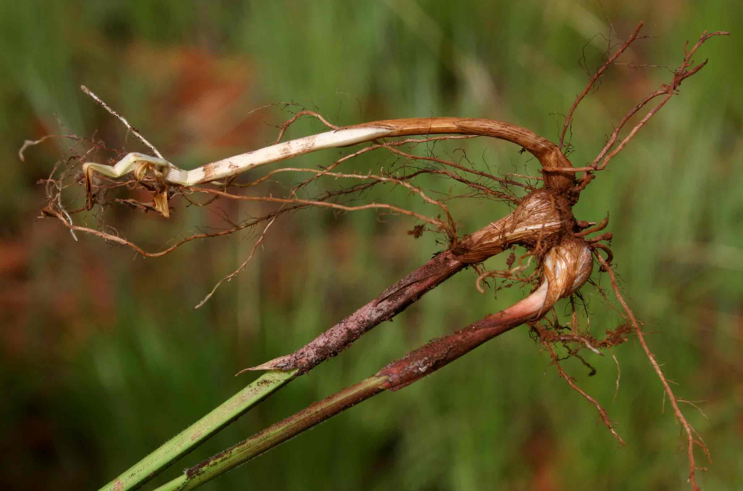 Scleria bulbifera