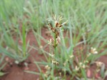 Scleria bulbifera