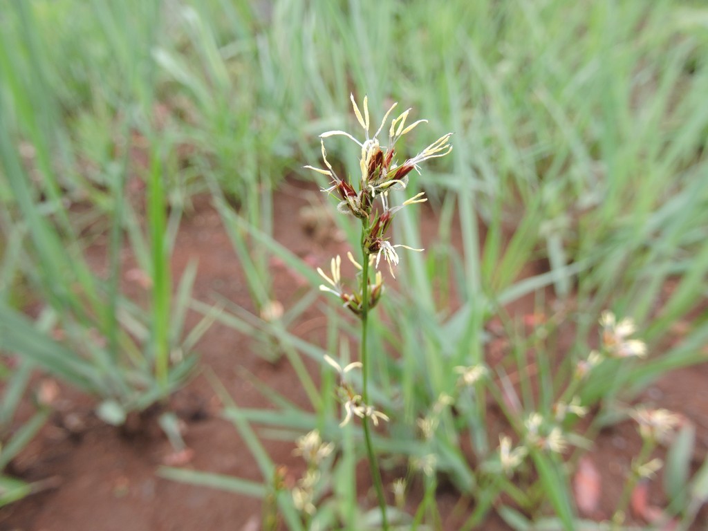 Scleria bulbifera