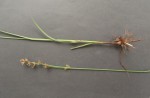 Scleria bulbifera