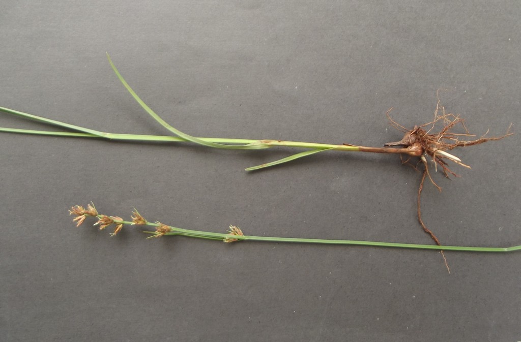 Scleria bulbifera