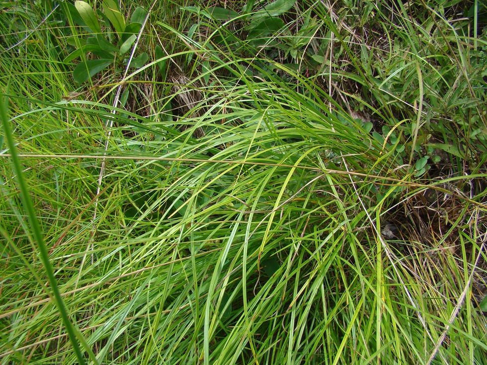 Scleria bulbifera