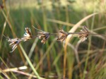 Scleria bulbifera