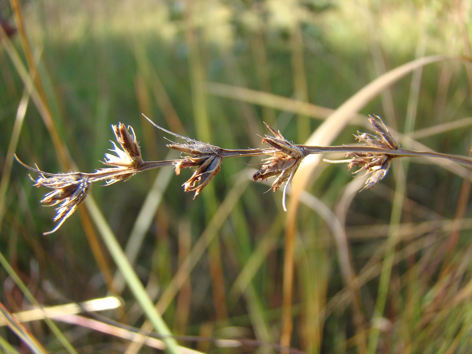 Scleria bulbifera