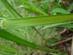 Scleria melanomphala
