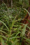 Scleria racemosa