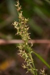 Scleria racemosa