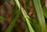 Scleria racemosa