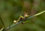 Scleria racemosa